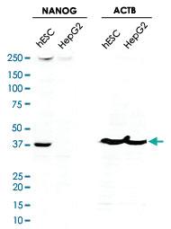 Anti-NANOG Rabbit Polyclonal Antibody