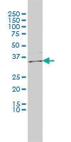 Anti-ICOSL Mouse Monoclonal Antibody [clone: 2D12]