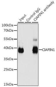 Anti-CIAPIN1 antibody