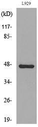 Western blot analysis of lysate from L929 cells using Anti-VEGFC Antibody