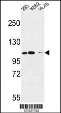 Anti-Roundabout 4 Rabbit Polyclonal Antibody