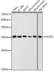 Anti-PCGF1 antibody