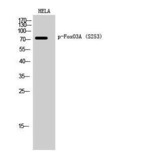 Anti-FOXO3A Rabbit Polyclonal Antibody