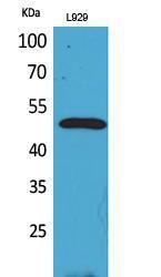 Western blot analysis of L929 cells using Anti-VEGFC Antibody