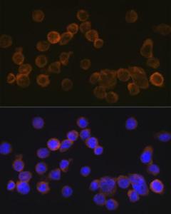 Antibody A305576-100 100 µl