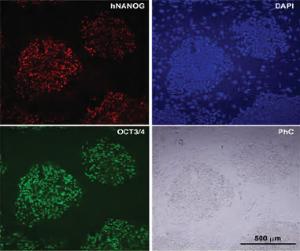 Anti-NANOG Rabbit Polyclonal Antibody