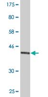 Anti-EDF1 Mouse Monoclonal Antibody [clone: 3E6]