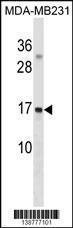 Anti-GABARAPL3 Rabbit Polyclonal Antibody (AP (Alkaline Phosphatase))