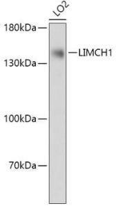 Anti-LIMCH1 Rabbit Polyclonal Antibody