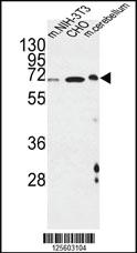 Anti-ATF6B Rabbit Polyclonal Antibody