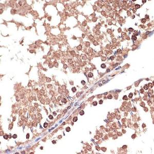 Immunohistochemistry analysis of paraffin-embedded rat testis using Anti-BANF1/BAF Antibody [ARC2085] (A307950) at a dilution of 1:100 (40X lens). Perform microwave antigen retrieval with 10 mM Tris/EDTA buffer pH 9.0 before commencing with IHC staining protocol