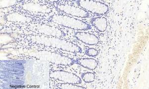 Anti-FOXO3A Rabbit Polyclonal Antibody