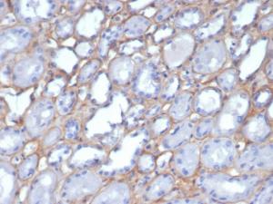 Immunohistochemical analysis of formalin-fixed, paraffin-embedded human kidney using Anti-Collagen IV Antibody [M3F7]