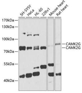 Antibody A306620-100 100 µl