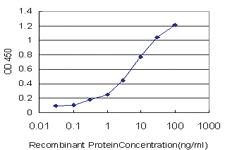 Anti-PET112 (PET112 homolog (yeast)) Mouse Monoclonal Antibody [clone: 6B2]