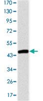 Anti-TNNT2 Mouse Monoclonal Antibody [clone: 2F12A11]