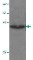 Anti-CREBZF Rabbit Polyclonal Antibody