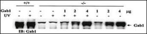 Anti-GAB1 Mouse Monoclonal Antibody [clone: 1AT1979]