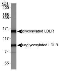 Anti-LDL Receptor Rabbit Polyclonal Antibody