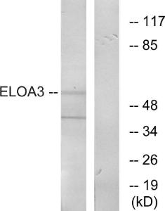 Anti-ELOA3 Rabbit Polyclonal Antibody