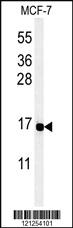 Anti-PYY Rabbit Polyclonal Antibody