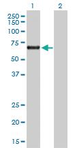 Anti-ACD Rabbit Polyclonal Antibody