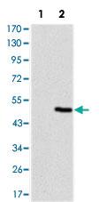 Anti-TNNT2 Mouse Monoclonal Antibody [clone: 2F12A11]