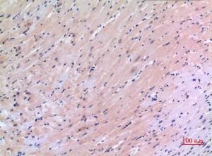 Immunohistochemical analysis of paraffin-embedded mouse heart using Anti-VEGFC Antibody