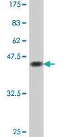 Anti-SOX9 Mouse Polyclonal Antibody