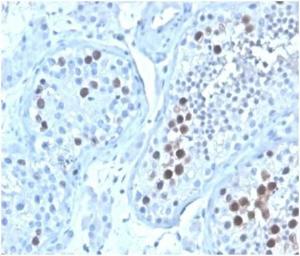 Immunohistochemical analysis of formalin-fixed, paraffin-embedded human testis tissue using Anti-Geminin Antibody [GMNN/4033]