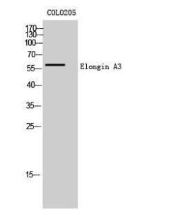 Anti-ELOA3 Rabbit Polyclonal Antibody