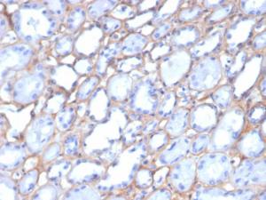 Immunohistochemical analysis of formalin-fixed, paraffin-embedded human kidney using Anti-Collagen IV Antibody [M3F7]