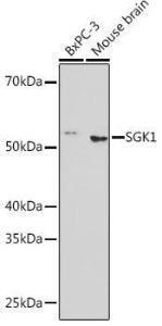 Antibody A307951-100 100 µl