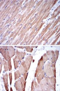 Anti-TNNT2 Mouse Monoclonal Antibody [clone: 2F12A8]