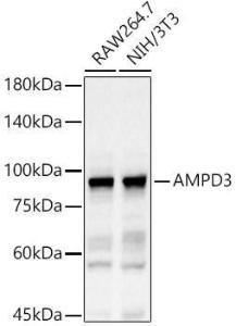 Antibody anti-AMPD3 100 µl