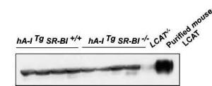 Anti-LCAT Rabbit Polyclonal Antibody