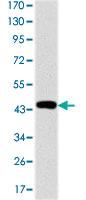 Anti-TNNT2 Mouse Monoclonal Antibody [clone: 2F12A8]