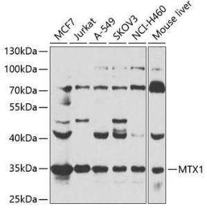 Western blot analysis of extracts of various cell lines, using Anti-MTX1 / MTX Antibody (A306624) at 1:1,000 dilution. The secondary antibody was Goat Anti-Rabbit IgG H&L Antibody (HRP) at 1:10,000 dilution.