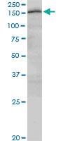 Anti-CUX2 Mouse Monoclonal Antibody [clone: 2H8]