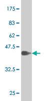 Anti-SOX9 Mouse Monoclonal Antibody [clone: 2A2]