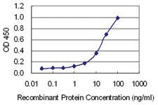 Anti-CUX2 Mouse Monoclonal Antibody [clone: 2H8]