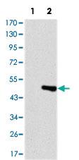 Anti-TNNT2 Mouse Monoclonal Antibody [clone: 2F12A8]