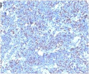 Immunohistochemical analysis of formalin-fixed, paraffin-embedded human thymus tissue using Anti-Geminin Antibody [GMNN/4033]