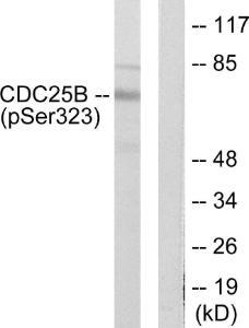 Antibody anti-CDC25B phospho SER323