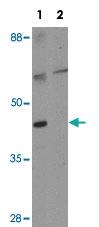 Anti-GMNC Rabbit Polyclonal Antibody