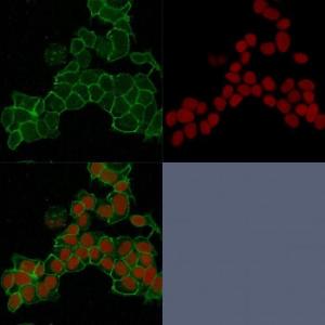 Immunofluorescent analysis of HeLa cells stained with Anti-gamma Catenin Antibody [15F11] (CF&#174; 488) (Green). Nuclear counterstain is RedDot.