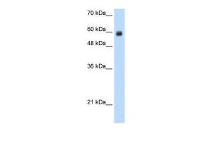 Anti-RCOR1 Rabbit Polyclonal Antibody