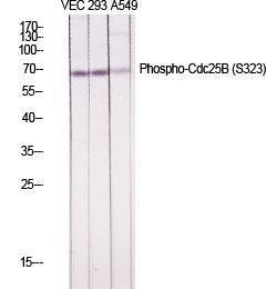 Antibody anti-CDC25B phospho SER323