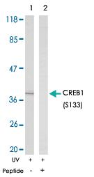 Anti-CREB1 Rabbit Polyclonal Antibody