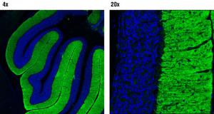 Anti-GRM1 Rabbit Monoclonal Antibody [clone: 13G51]